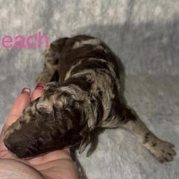 Peach - Merle female Goldendoodle puppy in Richmond, Texas from Harper’s Heartbeats
