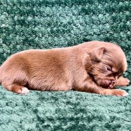 RTF6 - Red tri female Toy Australian Shepherd puppy in Pryor Creek, Oklahoma from DK’s Littles & Co