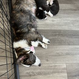 Cardigan Welsh Corgi Puppies from Beug Corgis
