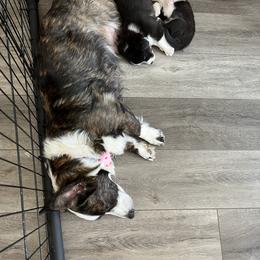 Cardigan Welsh Corgi Puppies from Beug Corgis