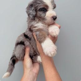 Abel - Blue merle male Aussiedoodle puppy in Orland, California from Shockley’s Elite Doodles