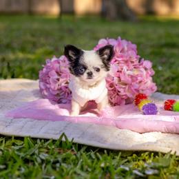 Baby Sophie  12,500 - Black and white female Chihuahua puppy in Jacksonville, Florida from Petits Chihuahuas