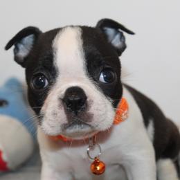 Kiki Girl 3 - Black brindle and white female Boston Terrier puppy in Brooksville, Florida from I Love Pups