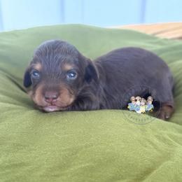 Luna - Chocolate and tan female Dachshund puppy in Cave City, Kentucky from Mammoth Cave Dachshunds