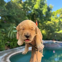 Girl 1 - Sable female Goldendoodle puppy in La Verne, California from Marshall Goldendoodles