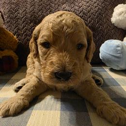 Aquamarine - Apricot female Goldendoodle puppy in Freedom, New York from Samantha's Goldendoodles