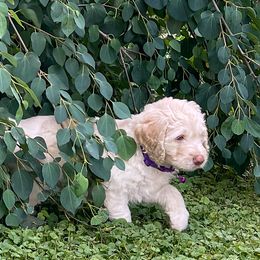 Goldendoodle Puppies from Sunnyside Botanical
