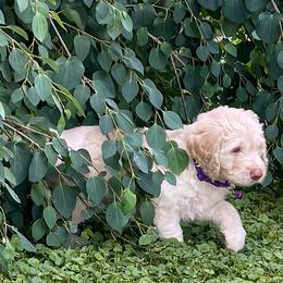 Goldendoodle Puppies from Sunnyside Botanical