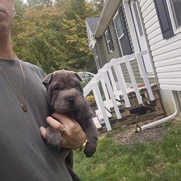 Brushcoat Blue Boy - Blue male Chinese Shar-Pei puppy in Blossvale, New York from CNY Shar Peis