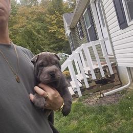 Brushcoat Blue Boy - Blue male Chinese Shar-Pei puppy in Blossvale, New York from CNY Shar Peis