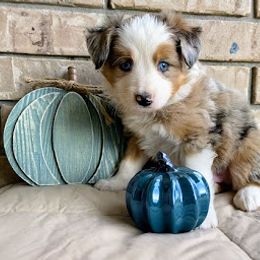 Aussiedoodle, Australian Shepherd, Bernedoodle, Cockapoo, and Poodle Puppies from Sis' Doodles & Poodles