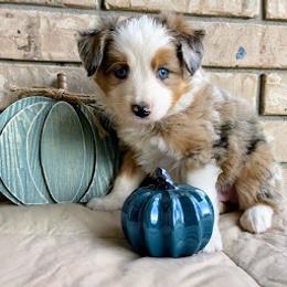 Aussiedoodle, Australian Shepherd, Bernedoodle, Cockapoo, and Poodle Puppies from Sis' Doodles & Poodles