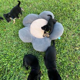 Boy 3 - German Shepherd puppy in Deerfield Beach, Florida from vd Hunde der neuen Äre