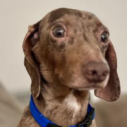 Dachshund All Grown Up from Darling Doxies of Ocala