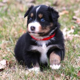 Bonnie BTF  blue eyes - Black tri-color female Australian Shepherd puppy in Cookeville, Tennessee from Spring Creek Aussies
