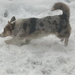 American Corgi puppies from Enok Corgis