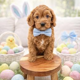 Ruger - Red male Cavapoo puppy in Ormond Beach, Florida from Florida Coast Doodles