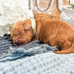 1st Pick (Sprout) - Red male Cavapoo puppy in Marquand, Missouri from Perfectly Playful Doodles