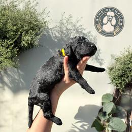 Azriel - Black male Poodle puppy in Spring Hills, Florida from The Olympus Standard Poodle