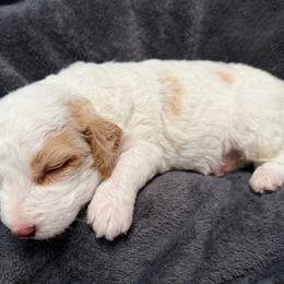 Willy (Brown Collar) - Parti male Goldendoodle puppy in Valley Center, Kansas from The Goldendoodle Gal