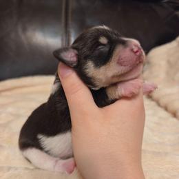 Alastor - Parti male Miniature Schnauzer puppy in Graham, Washington from Olivia's Miniature Schnauzer's