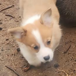 Black Thumb's Aces Over 8s - Red male Pembroke Welsh Corgi puppy in Easley, South Carolina from Black Thumb Homestead