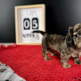 Dachshund Puppies from Queen of Weens Dachshunds