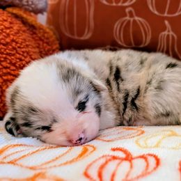 Gryffindor (Griffy) - Blue merle and white male American Corgi puppy in Coupeville, Washington from Whidbey Corgis