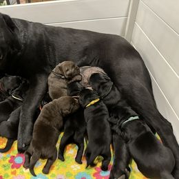 Labrador Retriever Puppies from Tag Hollow