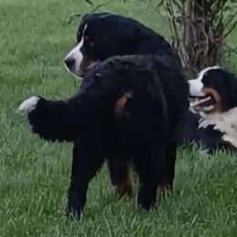 Daisy - Bernese Mountain Dog