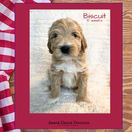 Boy 5 - male Goldendoodle puppy in North Conway, New Hampshire from Arbor Grace Doodles