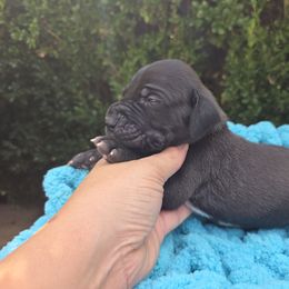 Frank - Black male Great Dane puppy in Granby, Missouri from HCR Great Danes