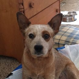 Annie - Australian Cattle Dog