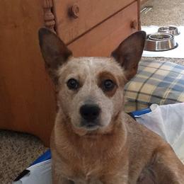 Annie - Australian Cattle Dog