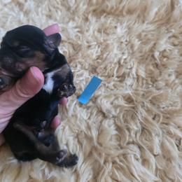Honey - Black and tan male Cavalier King Charles Spaniel puppy in Springfield, Missouri from Caney Mountain Cavaliers LLC