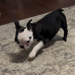 Male- green collar - Black and white male Boston Terrier puppy in Mc Donough, Georgia from Ballard Boston Terriers