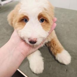 Cedar - male Australian Mountain Doodle puppy in Grand Rapids, Michigan from The Kindred K9