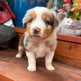 Sienna - Red merle female Australian Shepherd puppy in Boise, Idaho from Black Canyon Corral Aussies