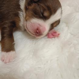 Australian Shepherd Puppies from SugarWood