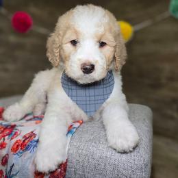 Teddy - Parti male Goldendoodle puppy in Woodburn, Indiana from DNLS Doodle Puppies