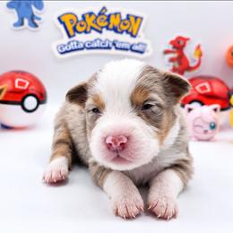 Farfetch'd - Red merle male Australian Shepherd puppy in Riverside, California from Aus Cal (Aussies of soCal)