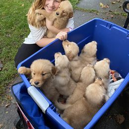 Golden Retriever Puppies from DeClercks Goldens