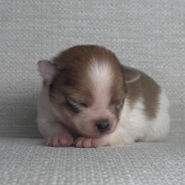 Girl 2 - Cream sable parti female Pomeranian puppy in Meridian, Idaho from Idaho_poms