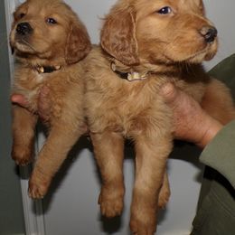 Golden Retriever Puppies from Brisas Goldens