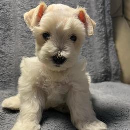 Akari - Parti male Miniature Schnauzer puppy in Norman, Oklahoma from Priscilla's Miniature Schnauzers