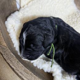Sweetie - Black and white female Bernedoodle puppy in Bellevue, Iowa from Blended Acres & Kennels