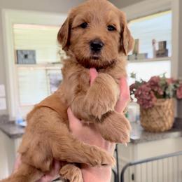 Doc- Orange - Apricot male Goldendoodle puppy in Bay City, Texas from Charming Doods Goldendoodles