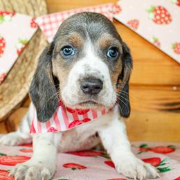 Duke - Blue tan and white male Basset Hound puppy in Antlers, Oklahoma from Rocking H