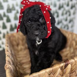 Noelle - Phantom female Goldendoodle puppy in Fayetteville, Arkansas from Silver Hill Farm