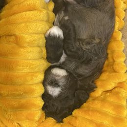 Schnoodle Puppies from Noodle Tings Puppies
